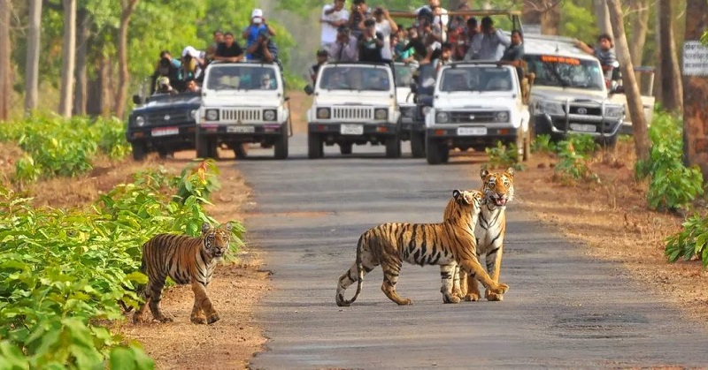 Jim Corbett National Park Trip