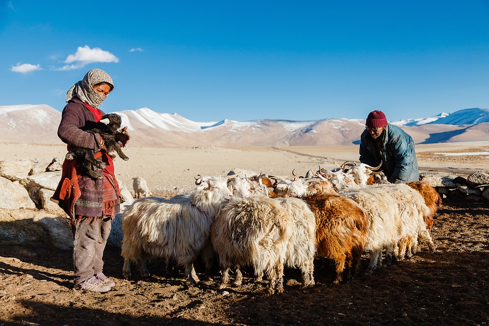 Himalayan Escape